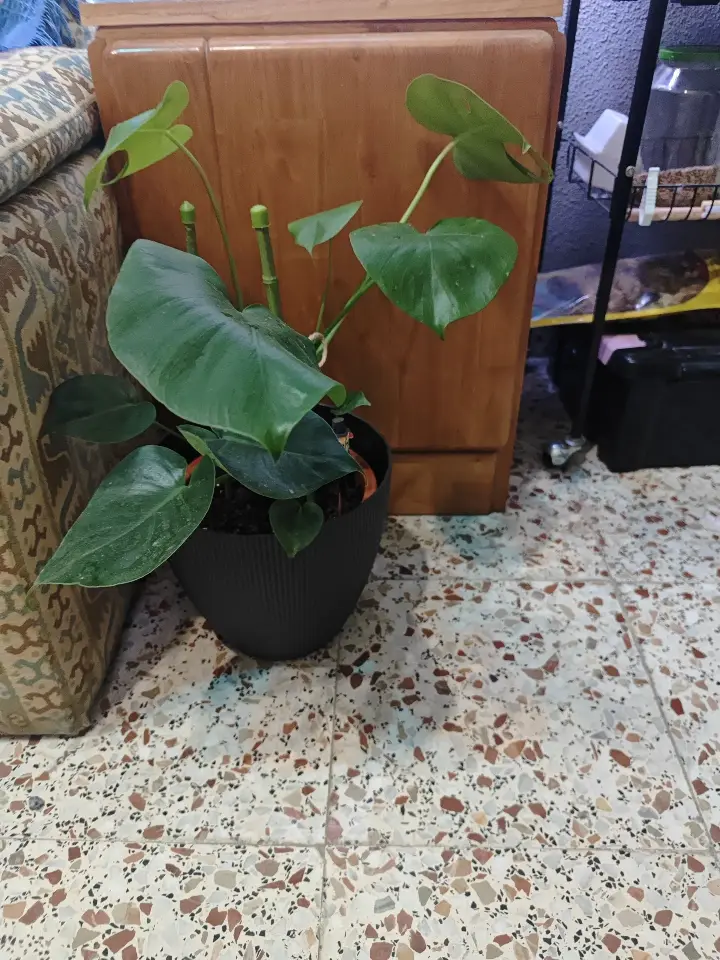 Monstera deliciosa 2