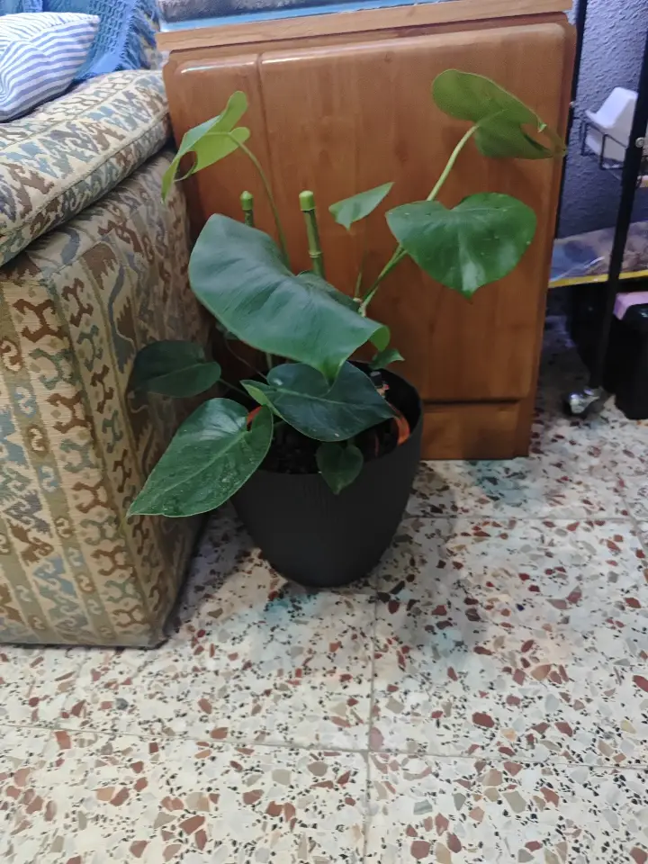 Monstera deliciosa 3