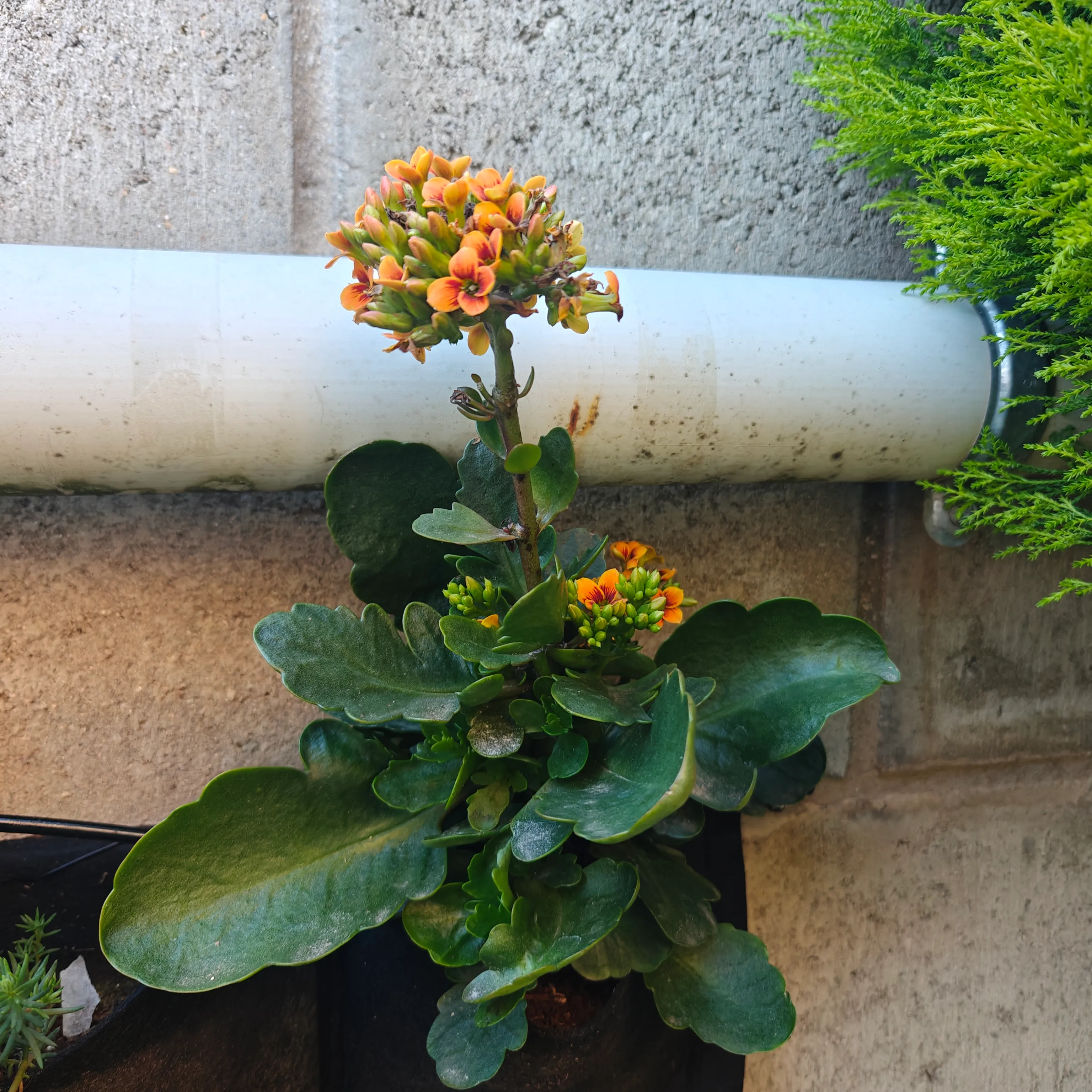 Kalanchoe Blossfeldiana