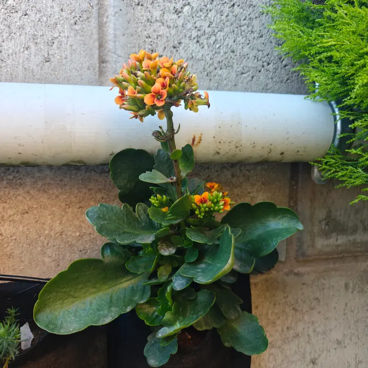 Kalanchoe Blossfeldiana 1