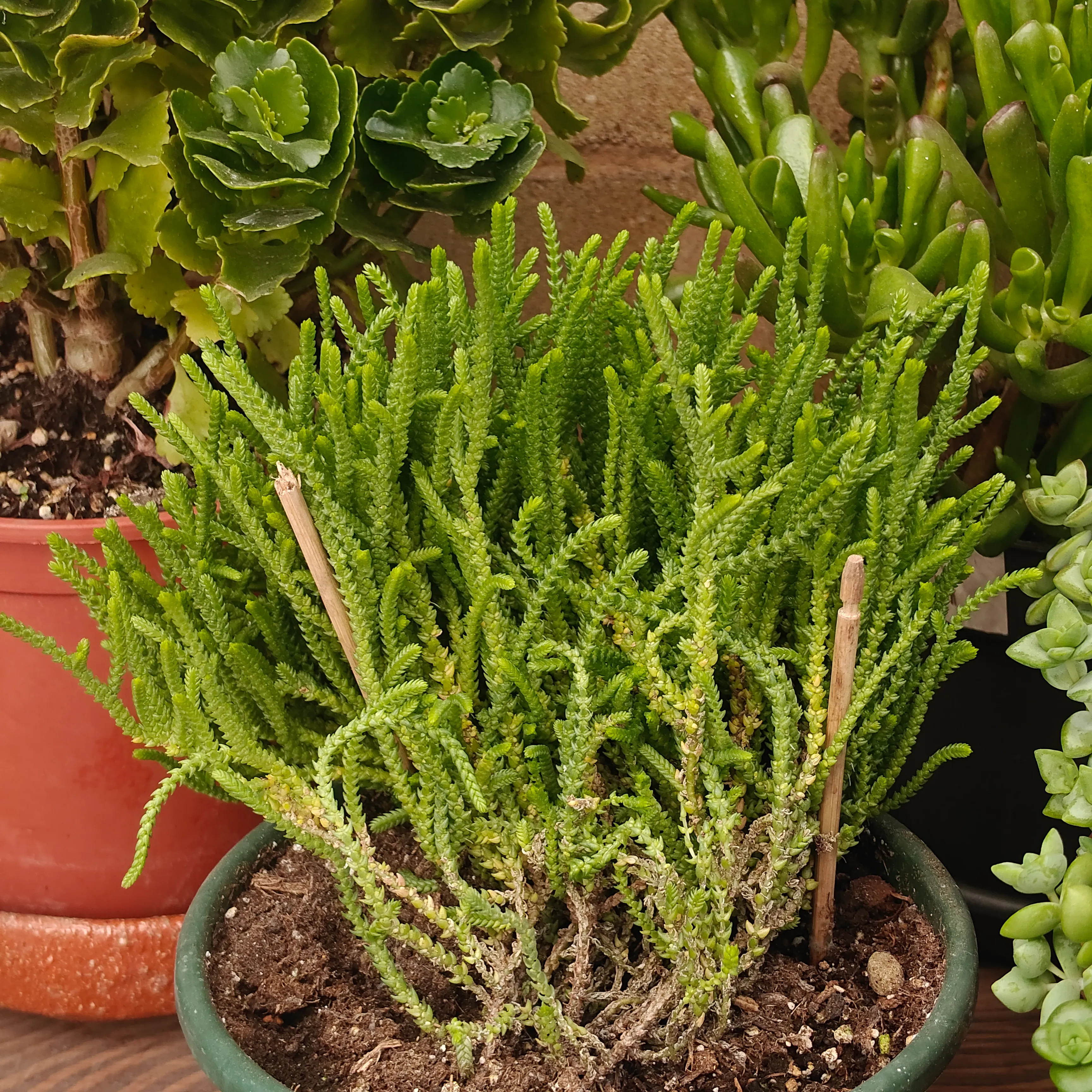 Crassula muscosa