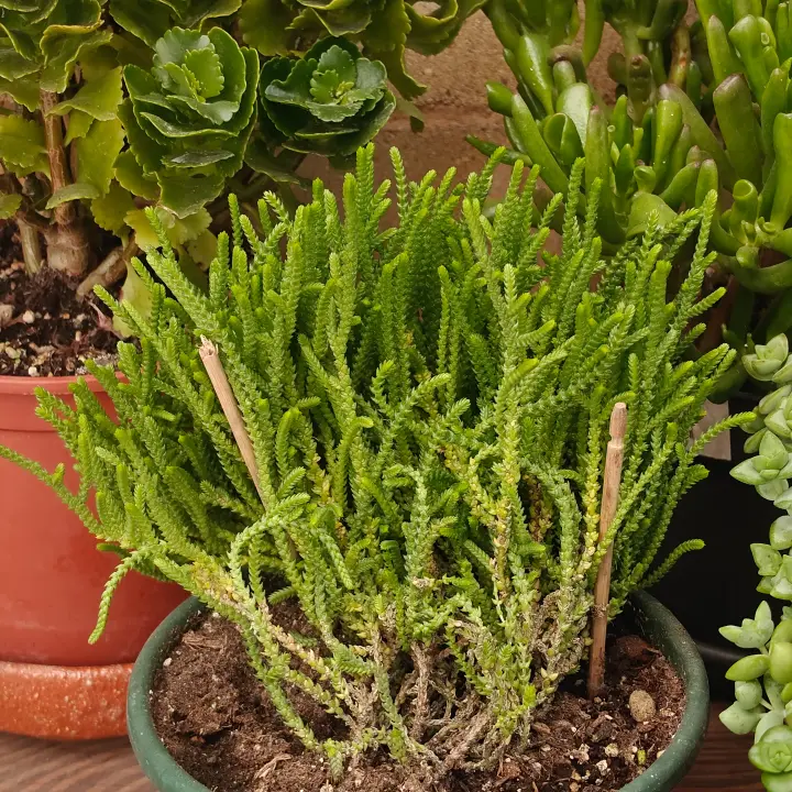 Crassula muscosa 1