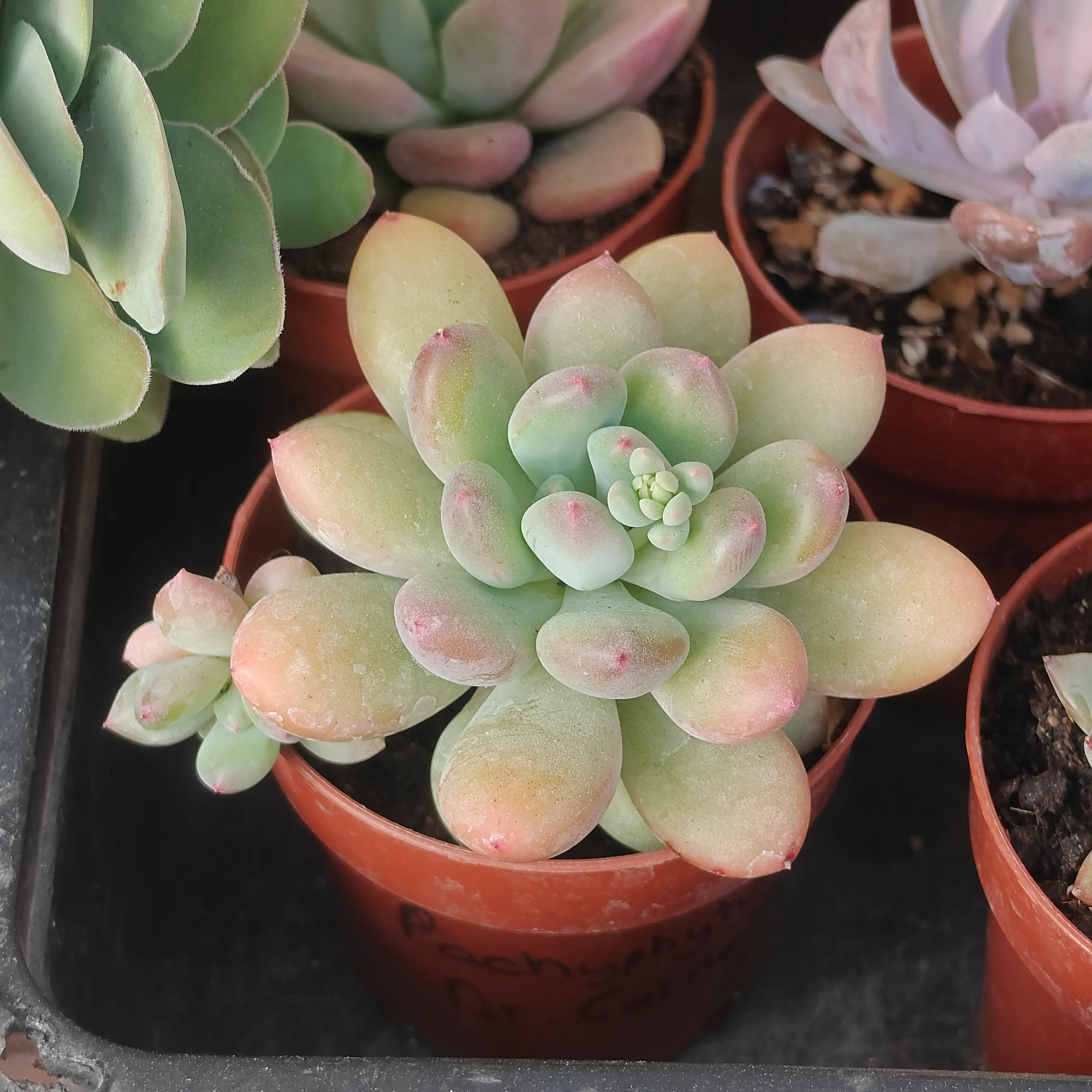 Pachyphytum Dr. Cornelius 2