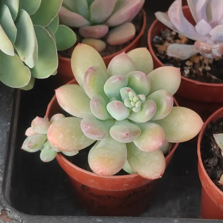 Pachyphytum Dr. Cornelius 2