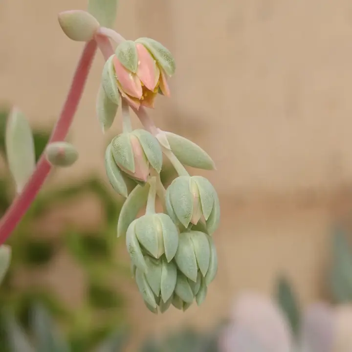 Pachyphytum Dr. Cornelius flor 3