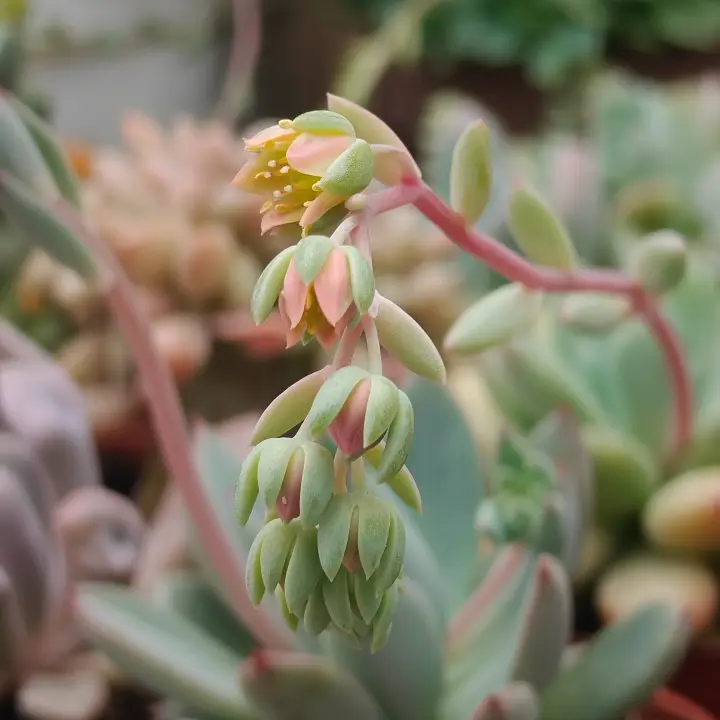 Pachyphytum Dr. Cornelius flor 1