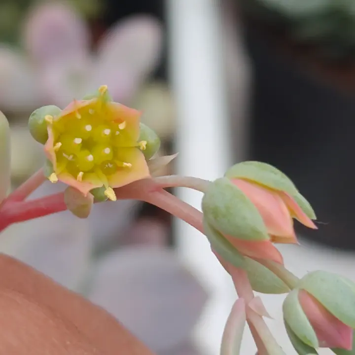Pachyphytum Dr. Cornelius flor 2