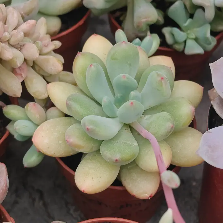 Pachyphytum Dr. Cornelius 1