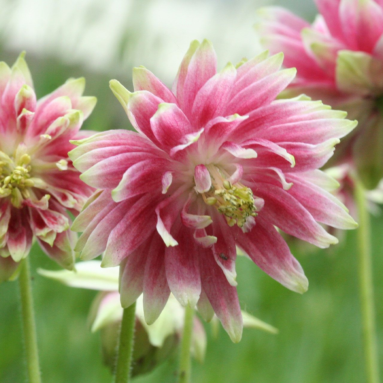 (Akelei) Aquilegia Nora Barlow
