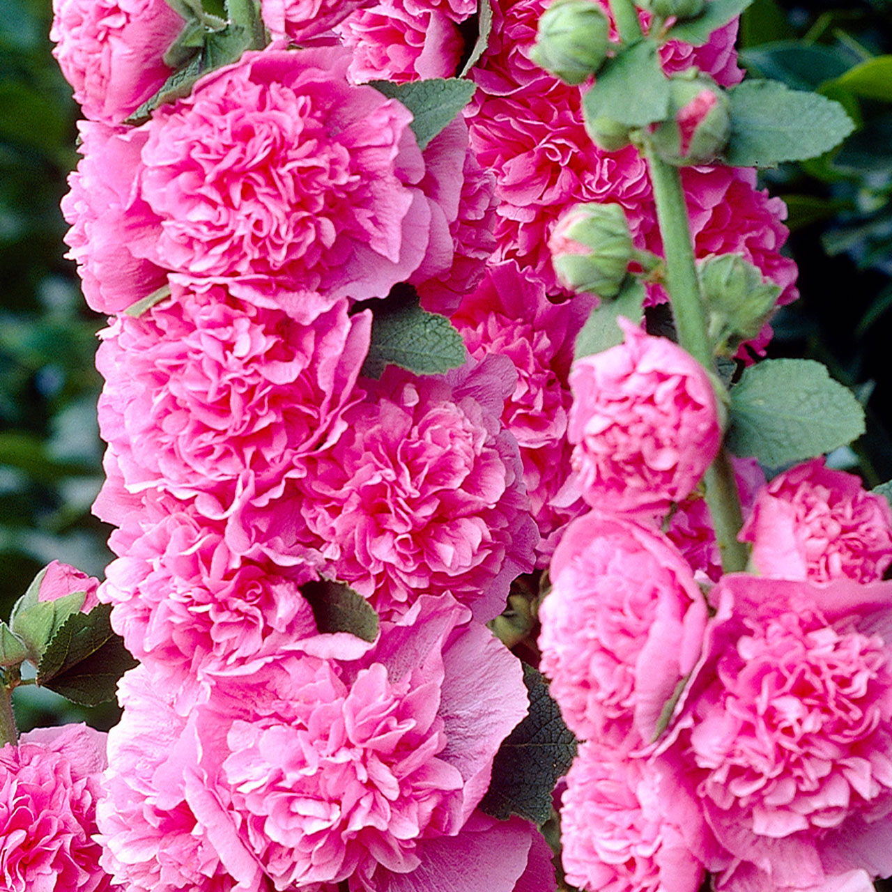 (Stokroos) Alcea Chater's Double Pink