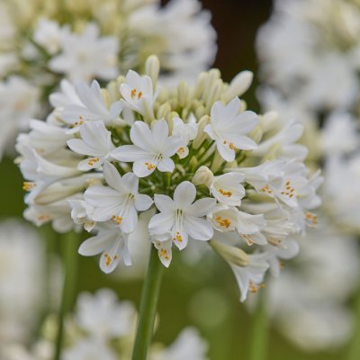 (Afrikaanse lelie) Agapanthus Polar Ice