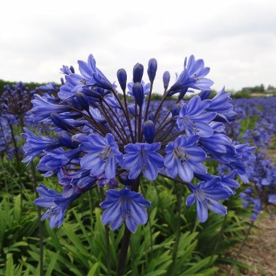 (Afrikaanse lelie) Agapanthus Dr. Brouwer