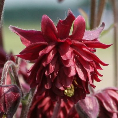 (Akelei) Aquilegia Ruby Port