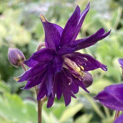 (Akelei) Aquilegia Blue Barlow