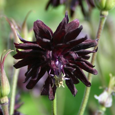 (Akelei) Aquilegia Black Barlow