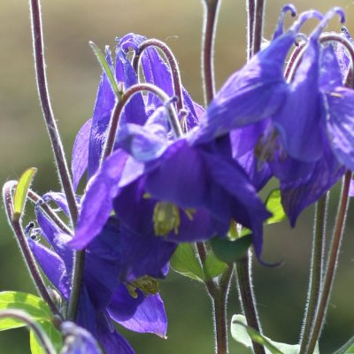 (Akelei) Aquilegia Alpina