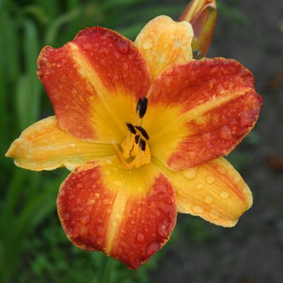(Daglelie) Hemerocallis Morning Sun