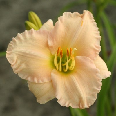 (Daglelie) Hemerocallis Mini Pearl