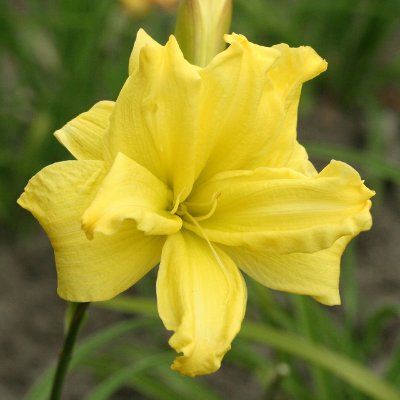 (Daglelie) Hemerocallis Double River Wye