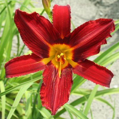(Daglelie) Hemerocallis Stafford