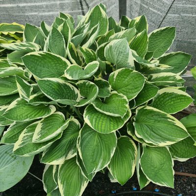 (Hartlelie) Hosta Francee