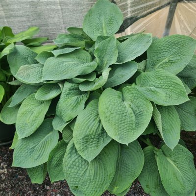 (Hartlelie) Hosta Elegans