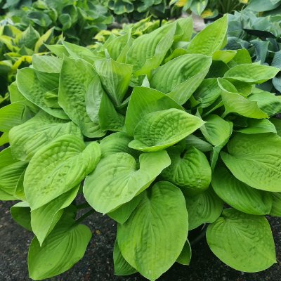 (Hartlelie) Hosta August Moon