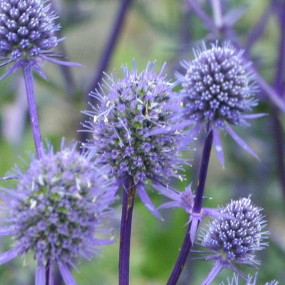 (Kruisdistel) Eryngium planum