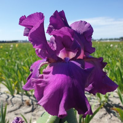 (Lis) Iris Germanica Sultry Mood