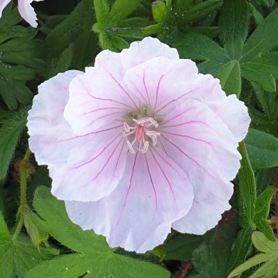 (Ooievaarsbek) Geranium sanguineum striatum