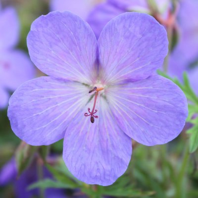 (Ooievaarsbek) Geranium Johnson's Blue