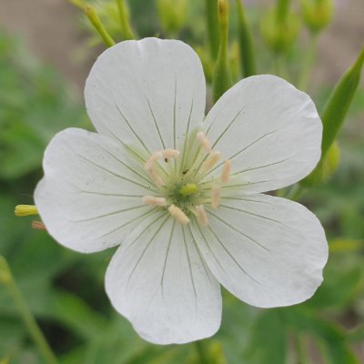 (Ooievaarsbek) Geranium richardsonii