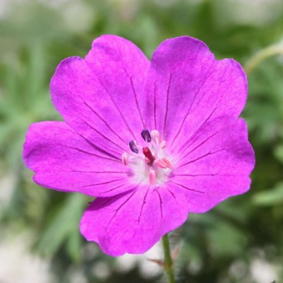(Ooievaarsbek) Geranium sanguineum