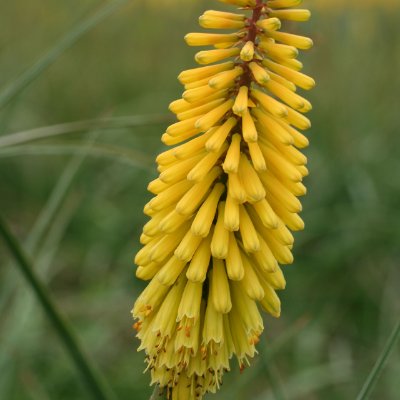 (Vuurpijl) Kniphofia Sunningdale Yellow
