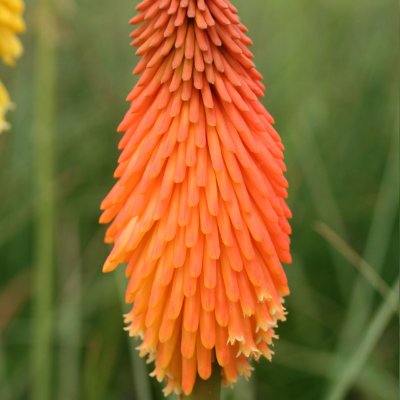 (Vuurpijl) Kniphofia uvaria
