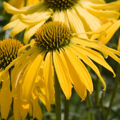 (Zonnehoed) Echinacea Mellow Yellows