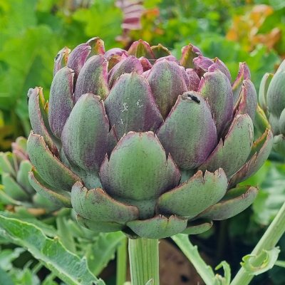 Eetbaar (Artisjok) Cynara scolymus