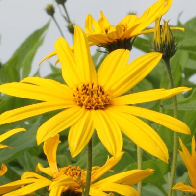 Eetbaar (Aardpeer) Helianthus Tuberosus