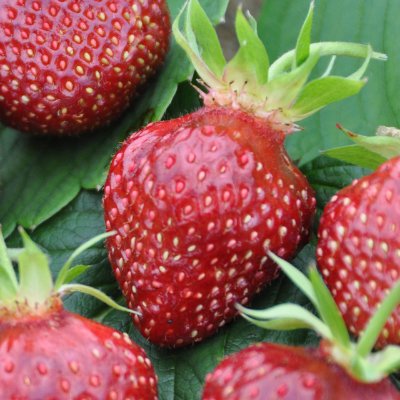 Eetbaar (Aardbei) Fragaria Elsanta