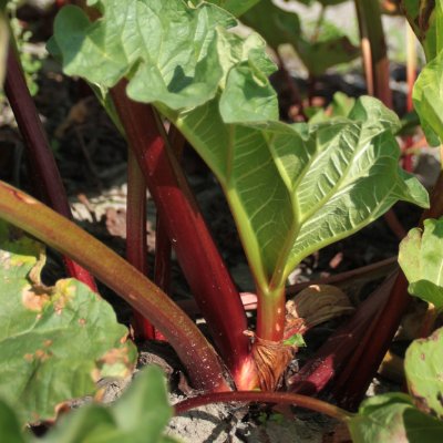 Eetbaar (Rabarber) Rheum Red Champagne