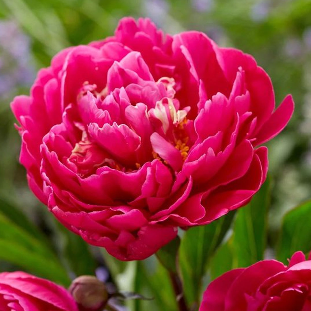 (Pioen) Paeonia Karl Rosenfield
