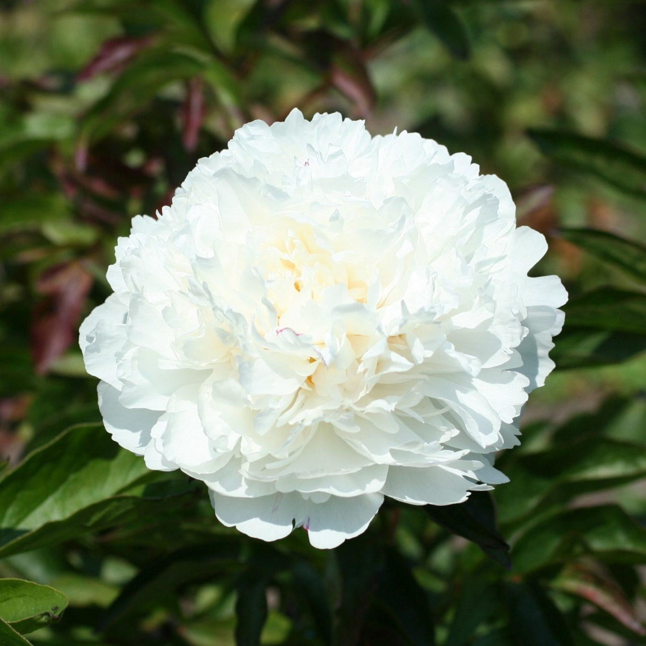 (Pioen) Paeonia Shirley Temple
