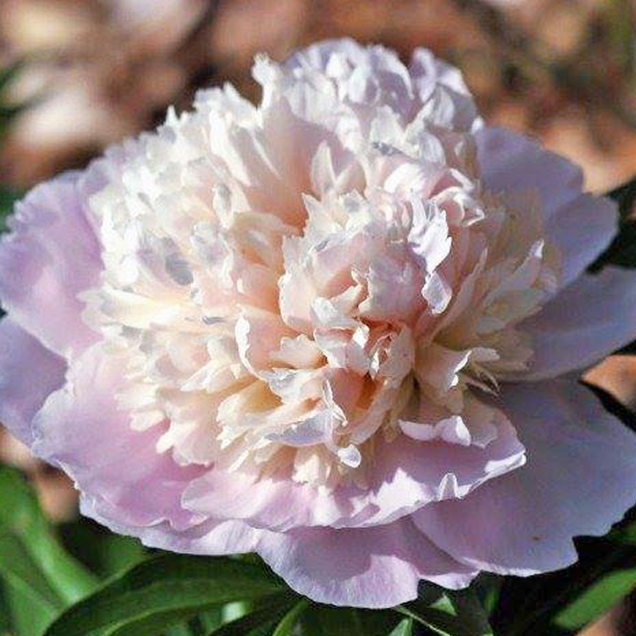 (Pioen) Paeonia Madame Calot