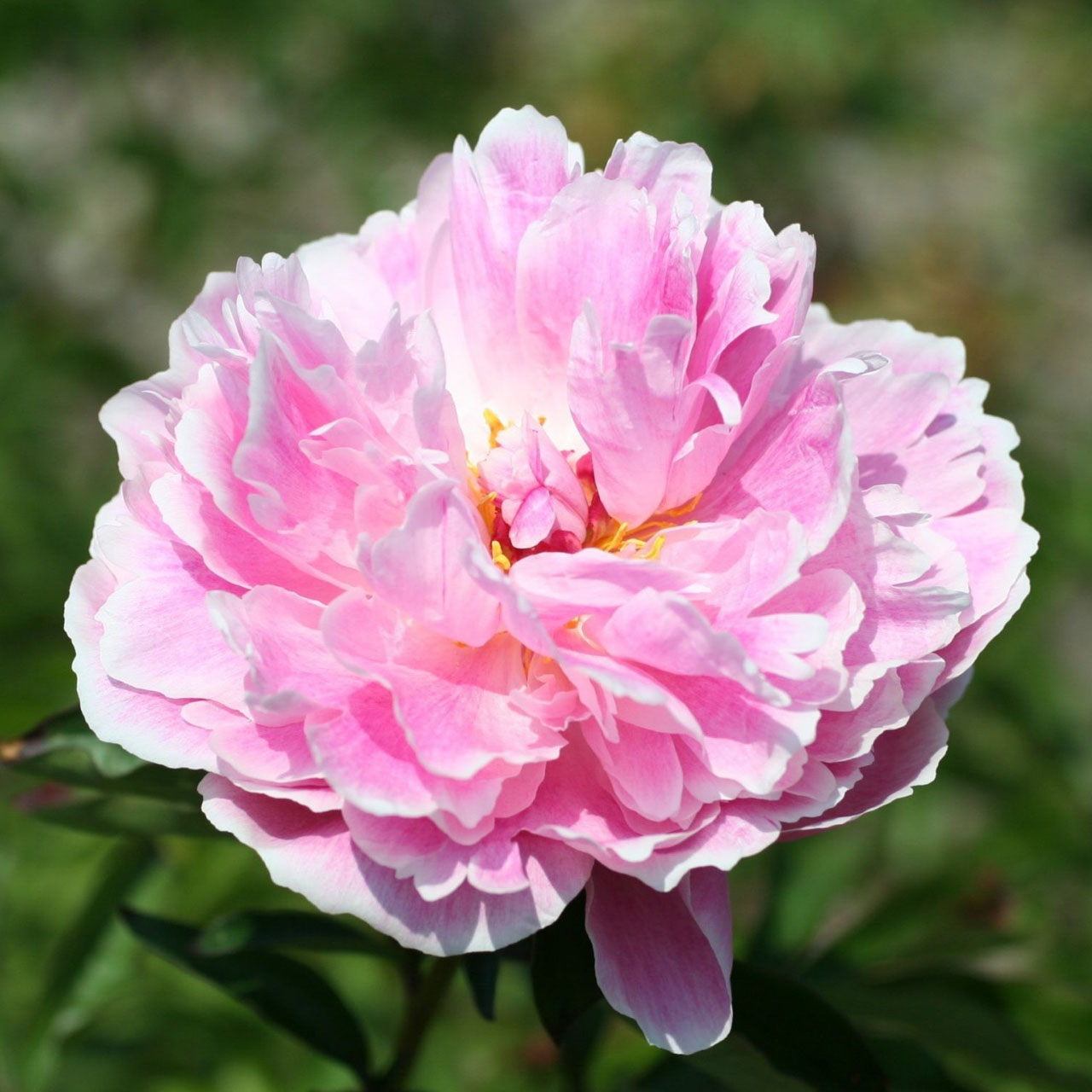(Pioen) Paeonia Sarah Bernhardt