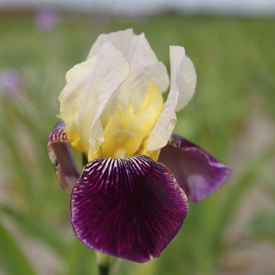 (Lis) Iris Germanica Salonique