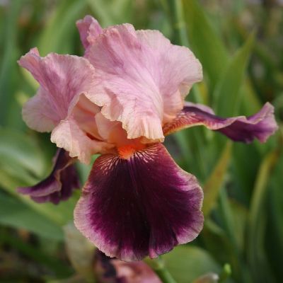 (Lis) Iris Germanica Wine and Roses