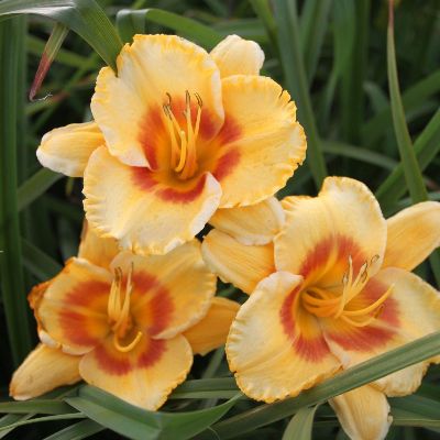 (Daglelie) Hemerocallis Fooled Me