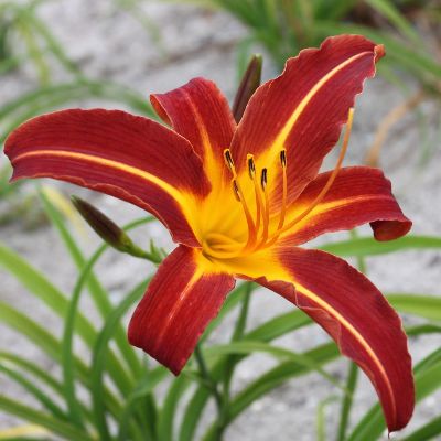 (Daglelie) Hemerocallis Autumn Red