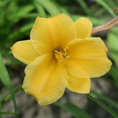 (Daglelie) Hemerocallis Stella De Oro