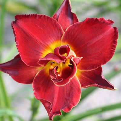 (Daglelie) Hemerocallis Highland Lord